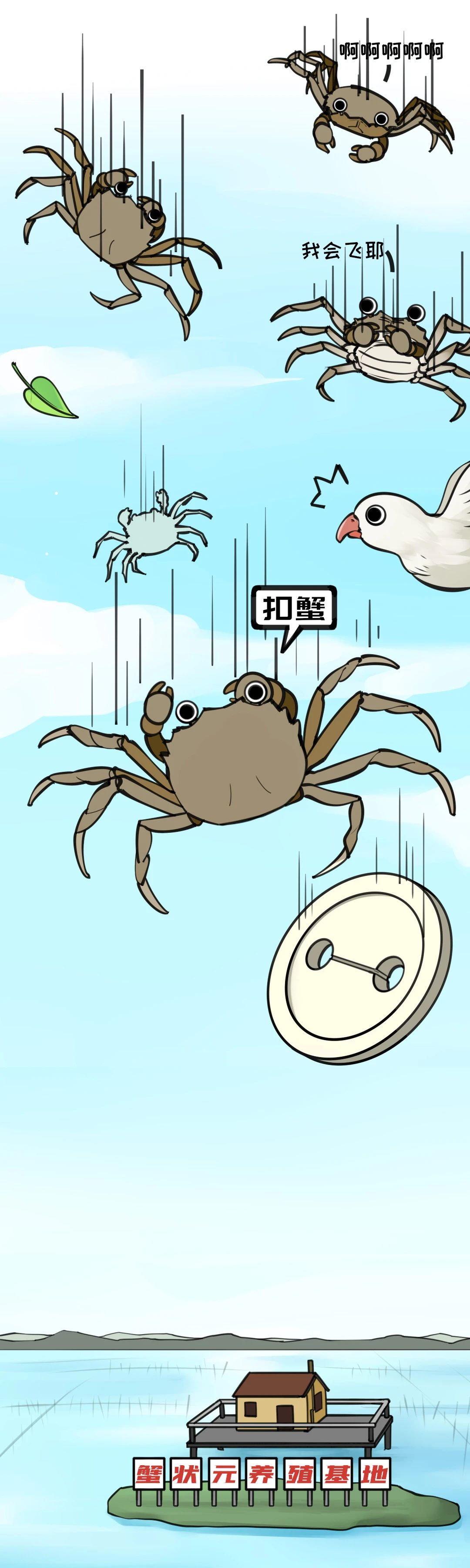 大闸蟹成长图016