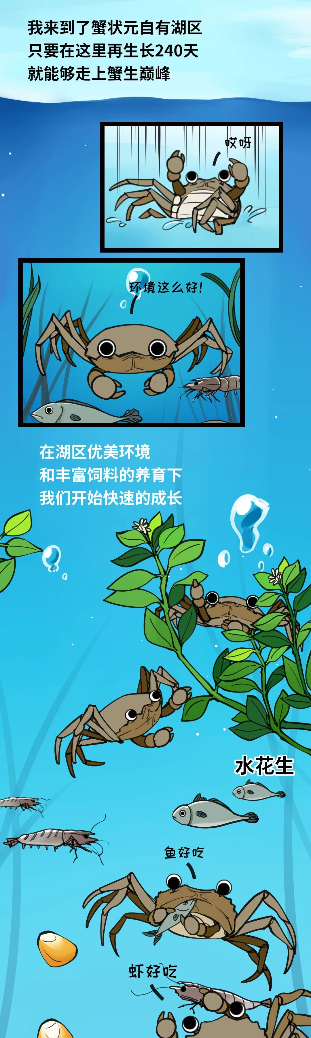 大闸蟹成长图017
