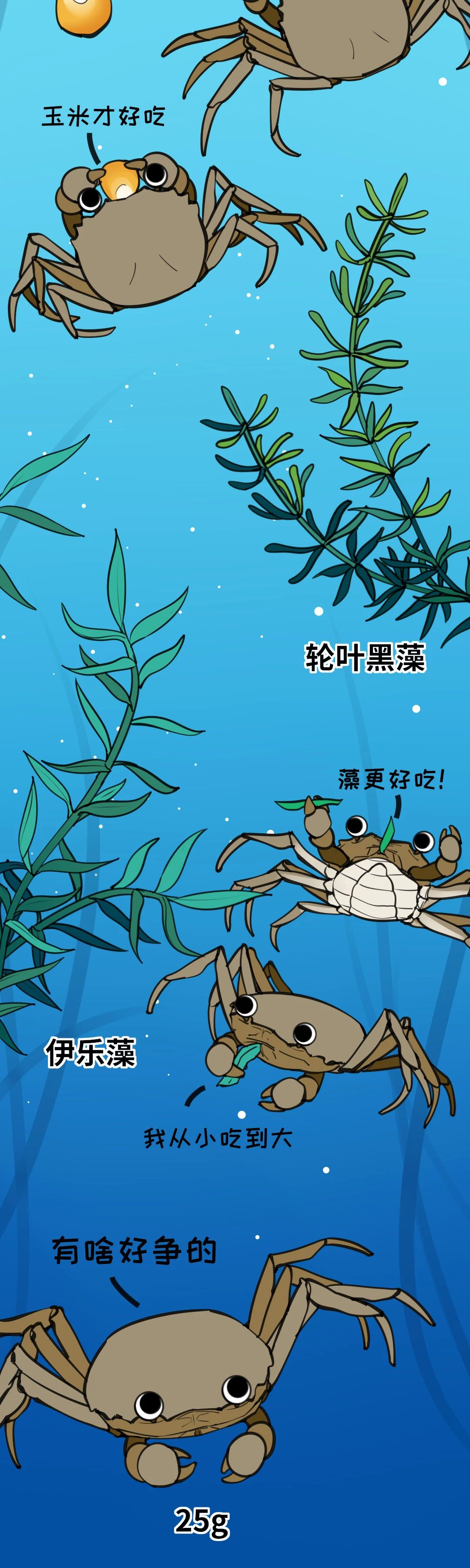 大闸蟹成长图018