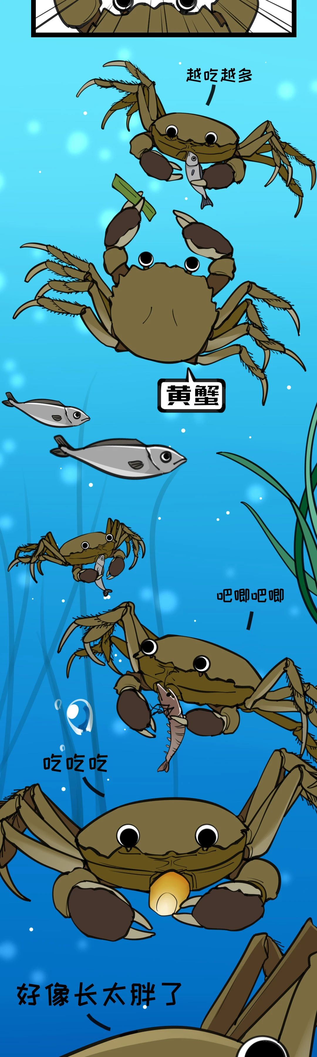 大闸蟹成长图020