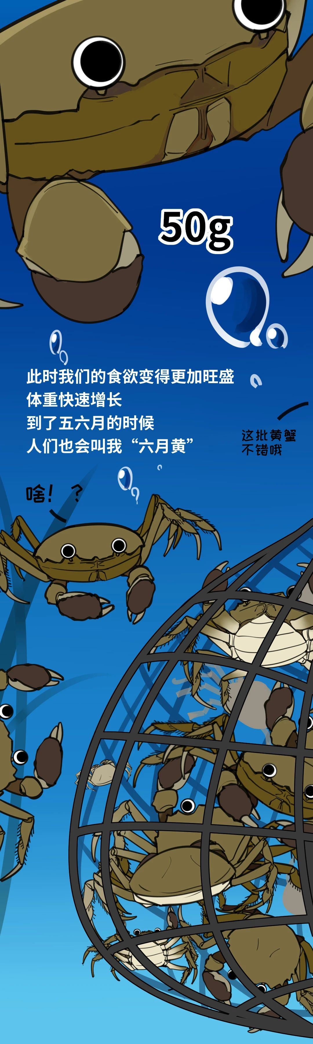 大闸蟹成长图021
