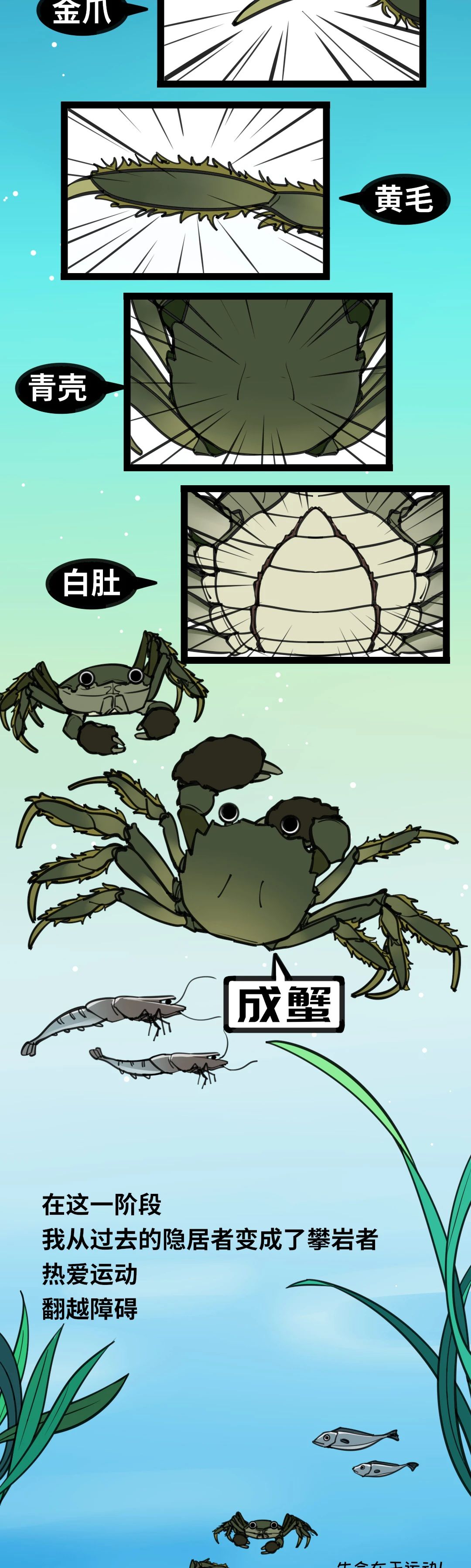 大闸蟹成长图023