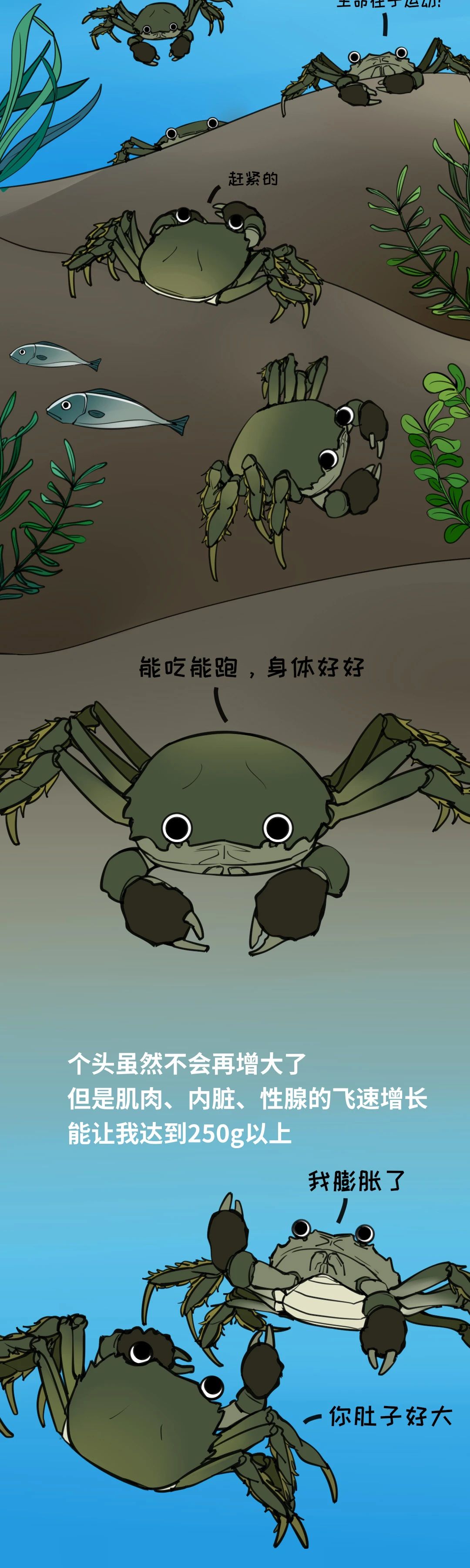 大闸蟹成长图024
