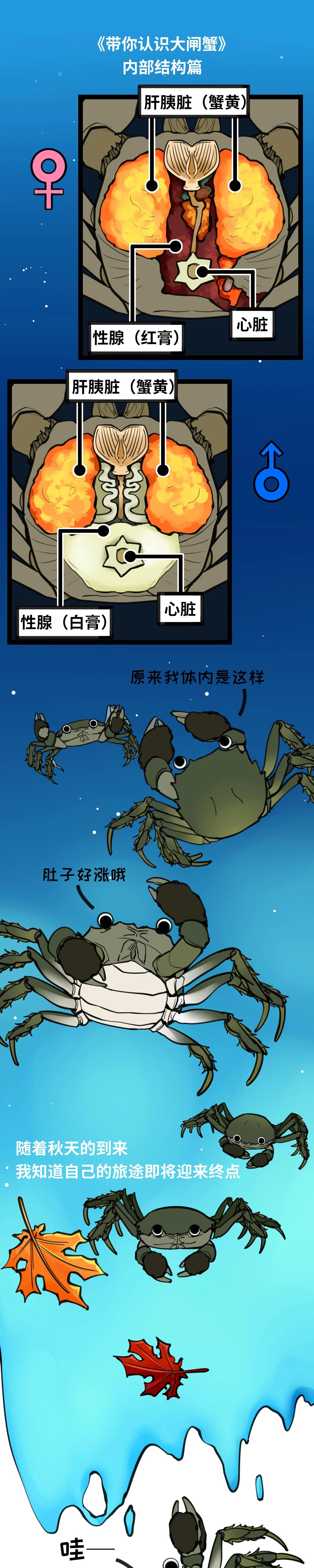 大闸蟹成长图025