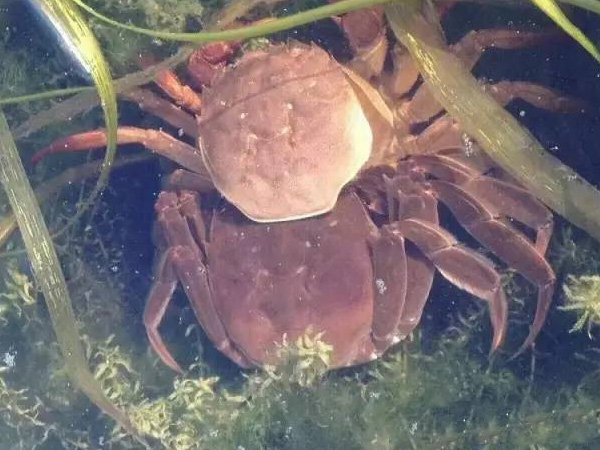 阳澄湖大闸蟹脱壳中图片