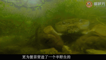 大闸蟹草