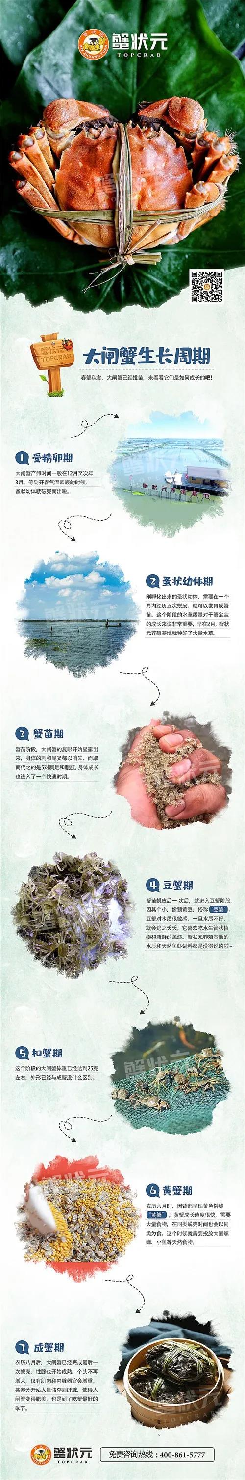 大闸蟹长成周期