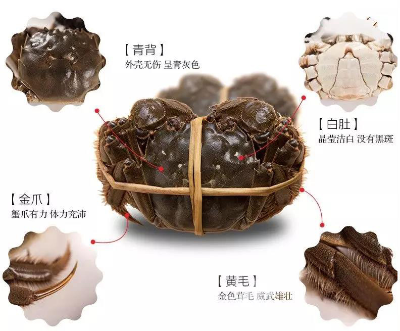 大闸蟹青壳白肚金爪黄毛