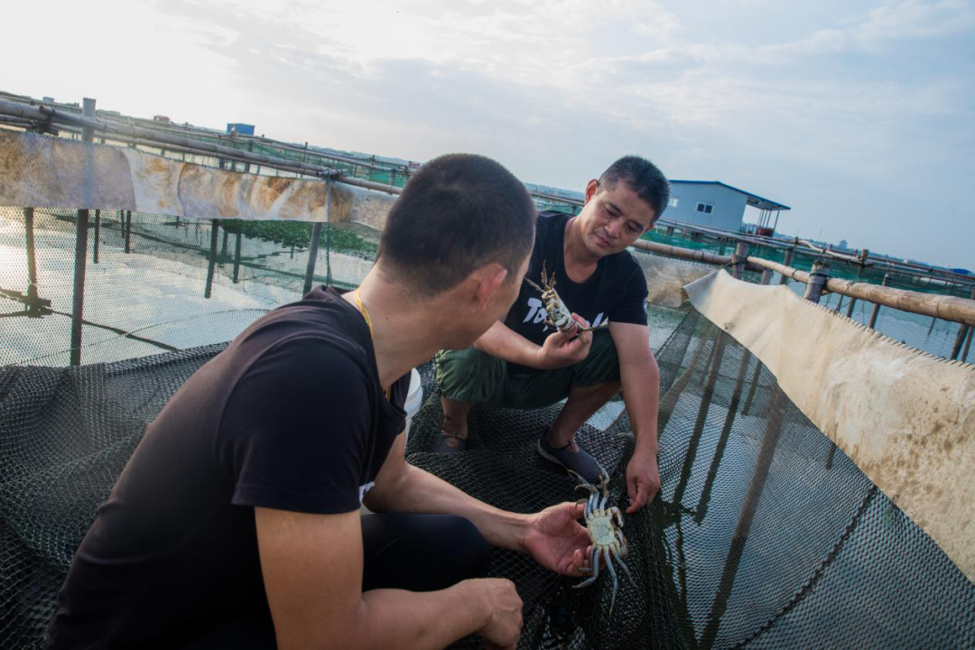 苏州阳澄湖大闸蟹