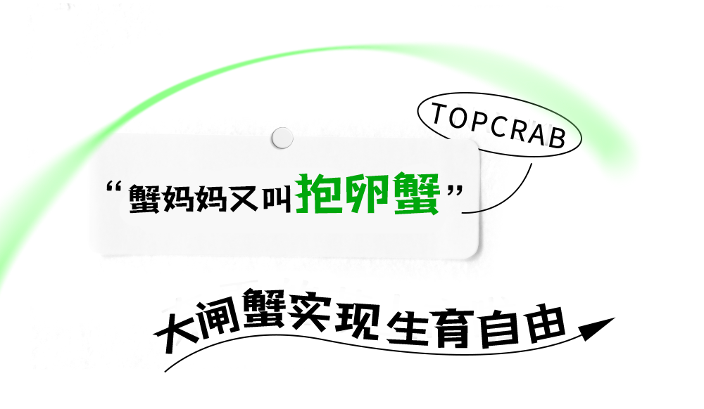 蟹妈妈又叫抱蕊蟹
