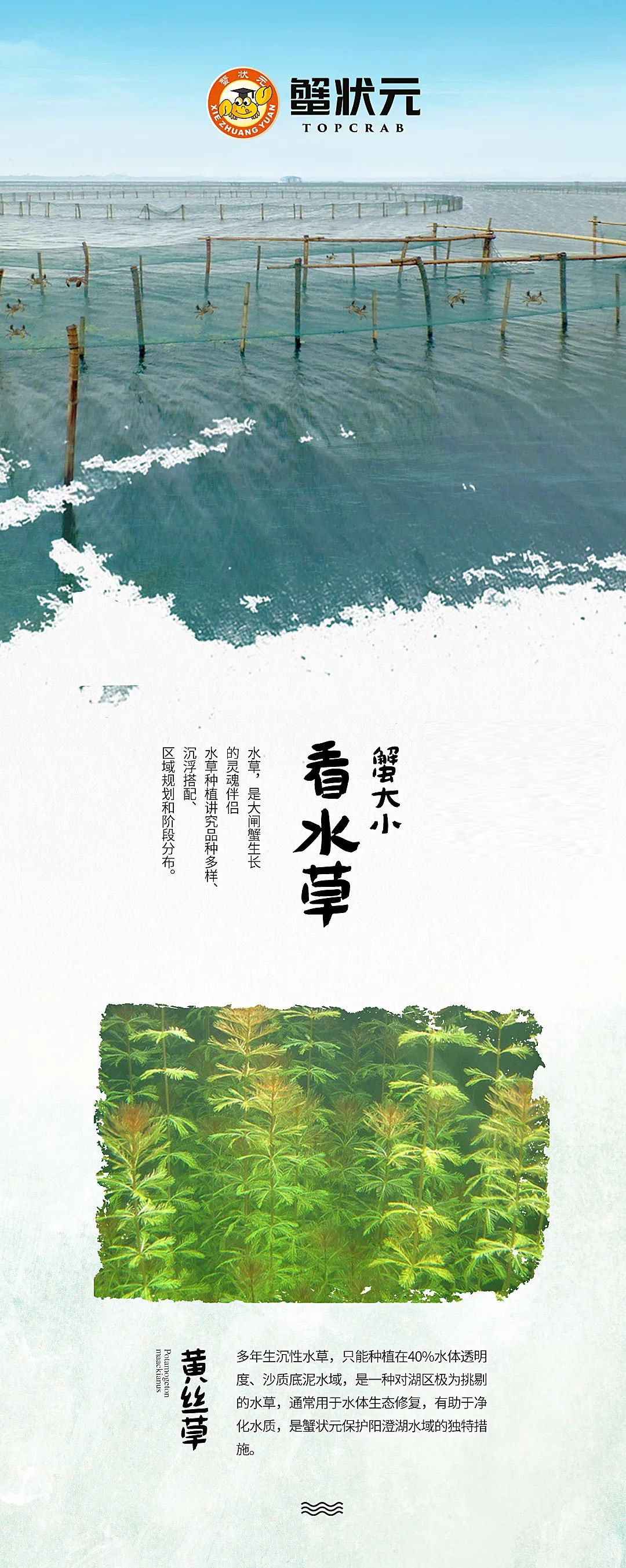 蟹状元养殖水草1