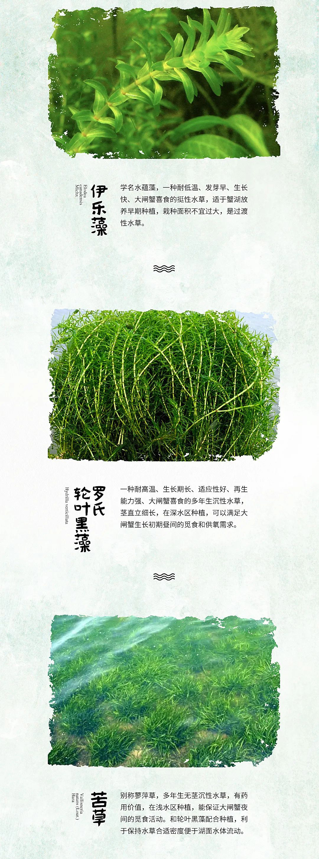 蟹状元养殖水草