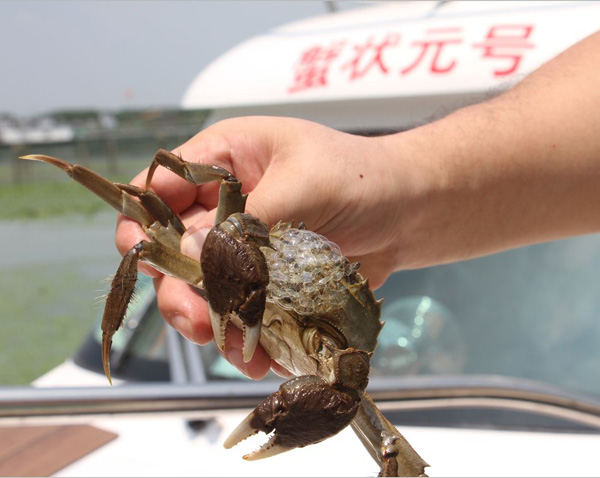 蟹状元大闸蟹