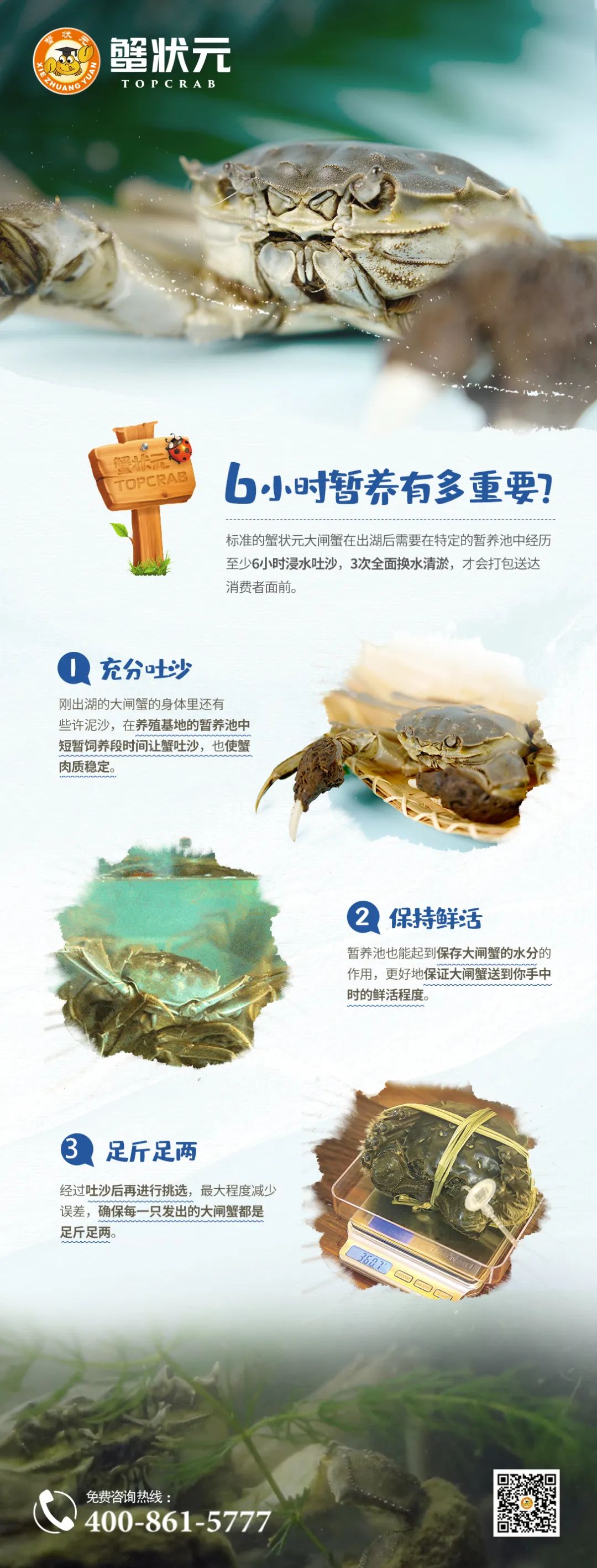 蟹状元大闸蟹养殖