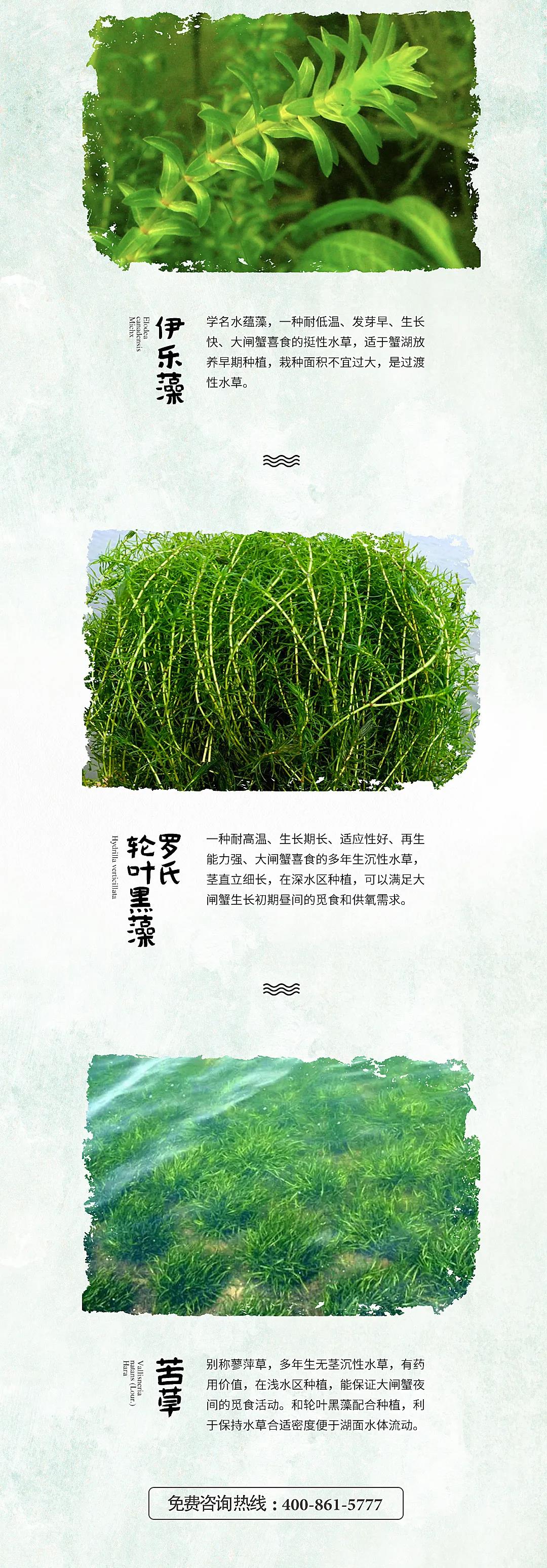 蟹状元大闸蟹养殖种草2