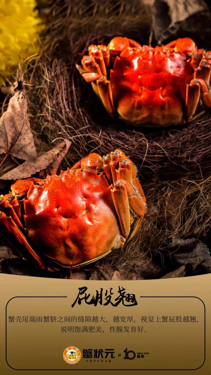 蟹状元大闸蟹屁股翘
