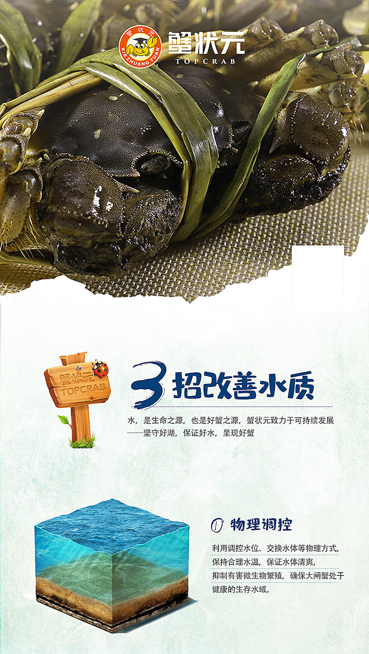 蟹状元大闸蟹科学养殖01
