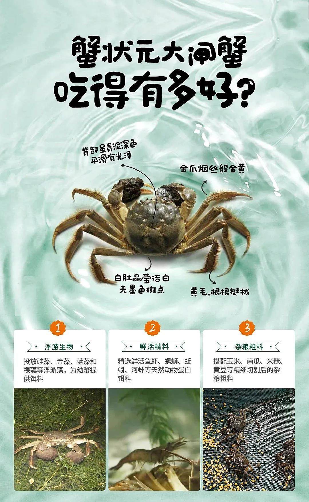 蟹状元小螃蟹喂养图