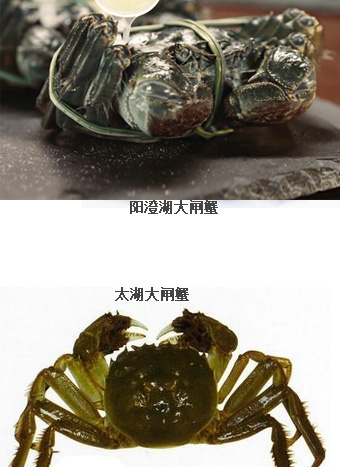 阳澄湖大闸蟹pk太湖大闸蟹
