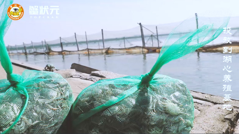 阳澄湖2019投放蟹苗