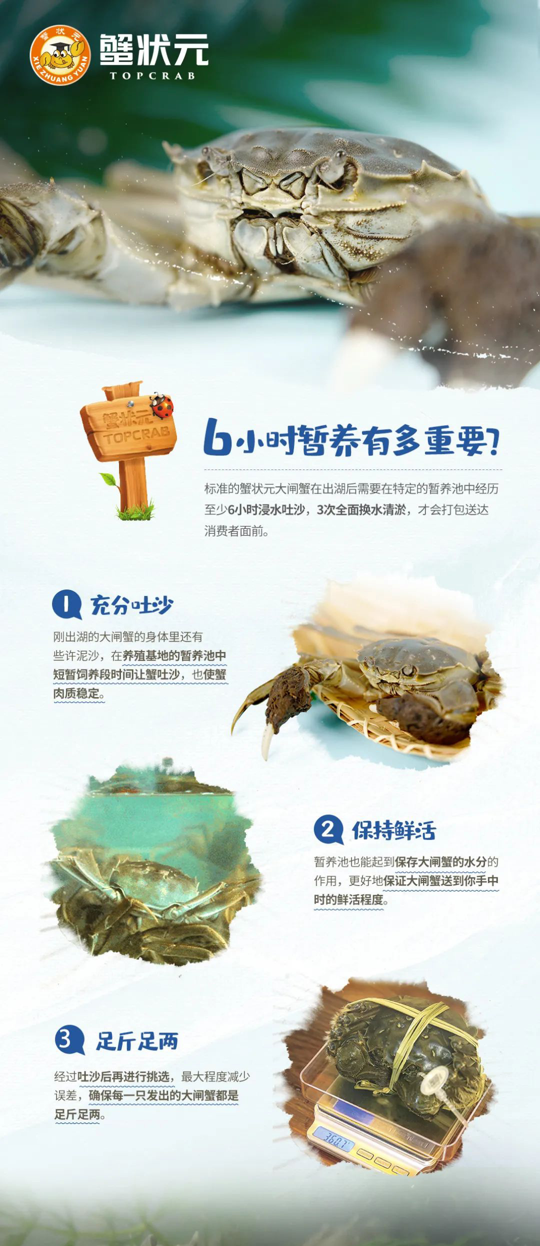蟹状元大闸蟹9146222 蟹状元大闸蟹9146222
