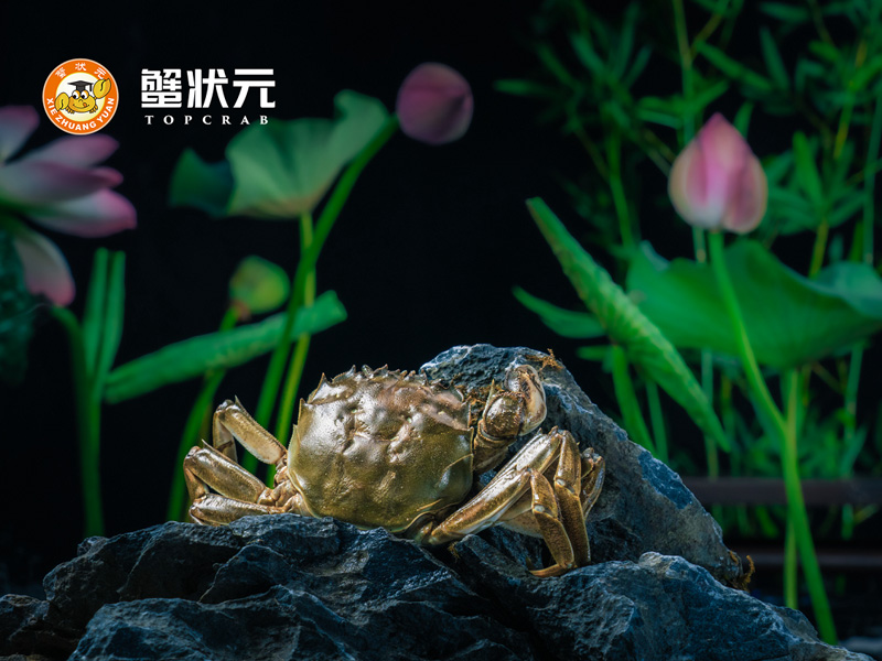 蟹状元大闸蟹8255 蟹状元大闸蟹8255