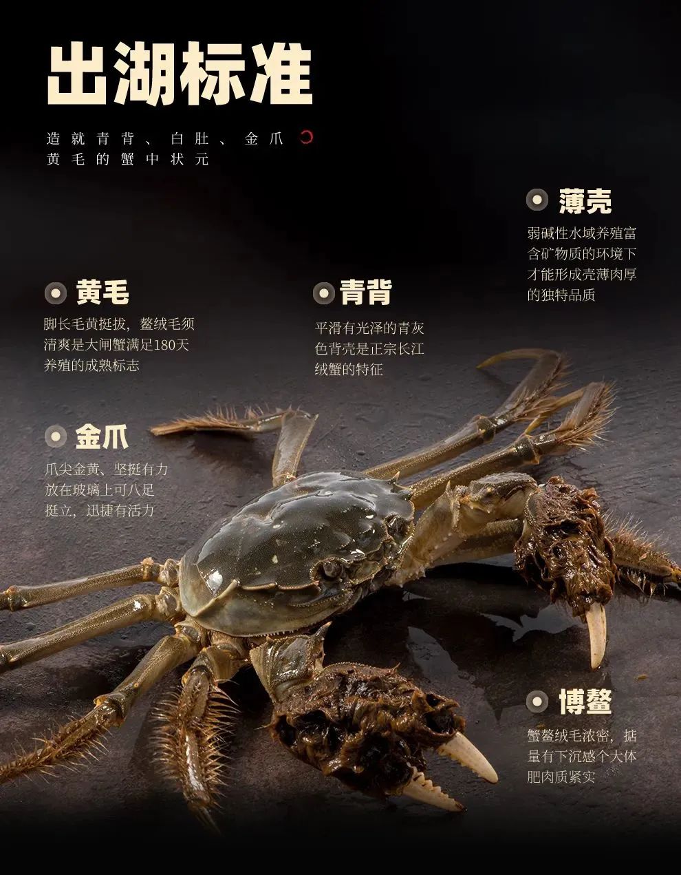 蟹状元大闸蟹92310 蟹状元大闸蟹92310