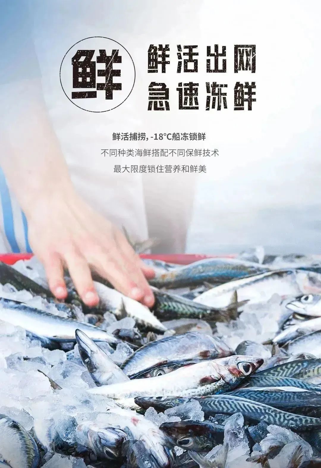 舟山海鲜鲜活出网12146 舟山海鲜鲜活出网12146