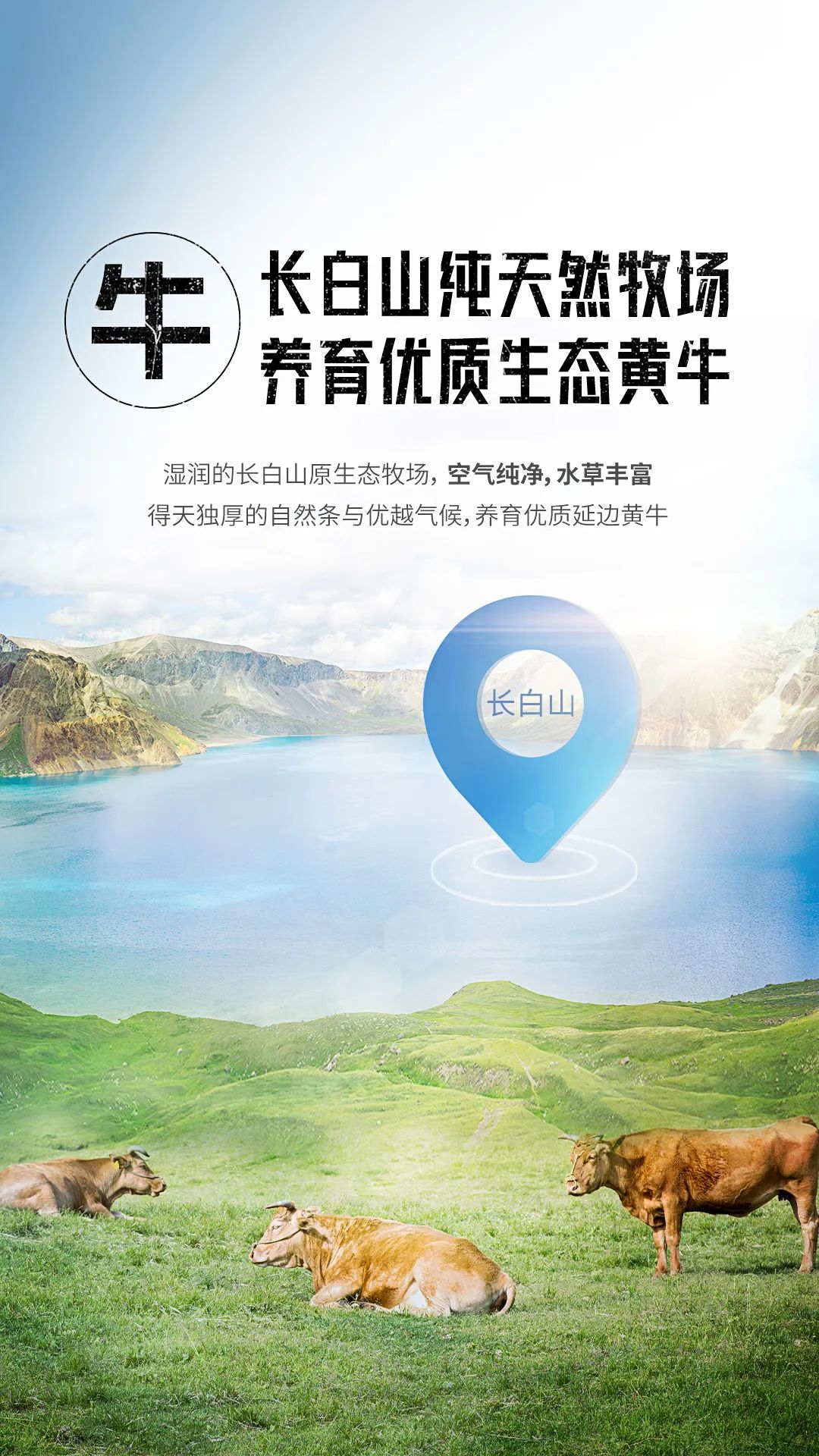 长白山延边黄牛12283 长白山延边黄牛12283