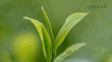 甄选好茶只此青绿
