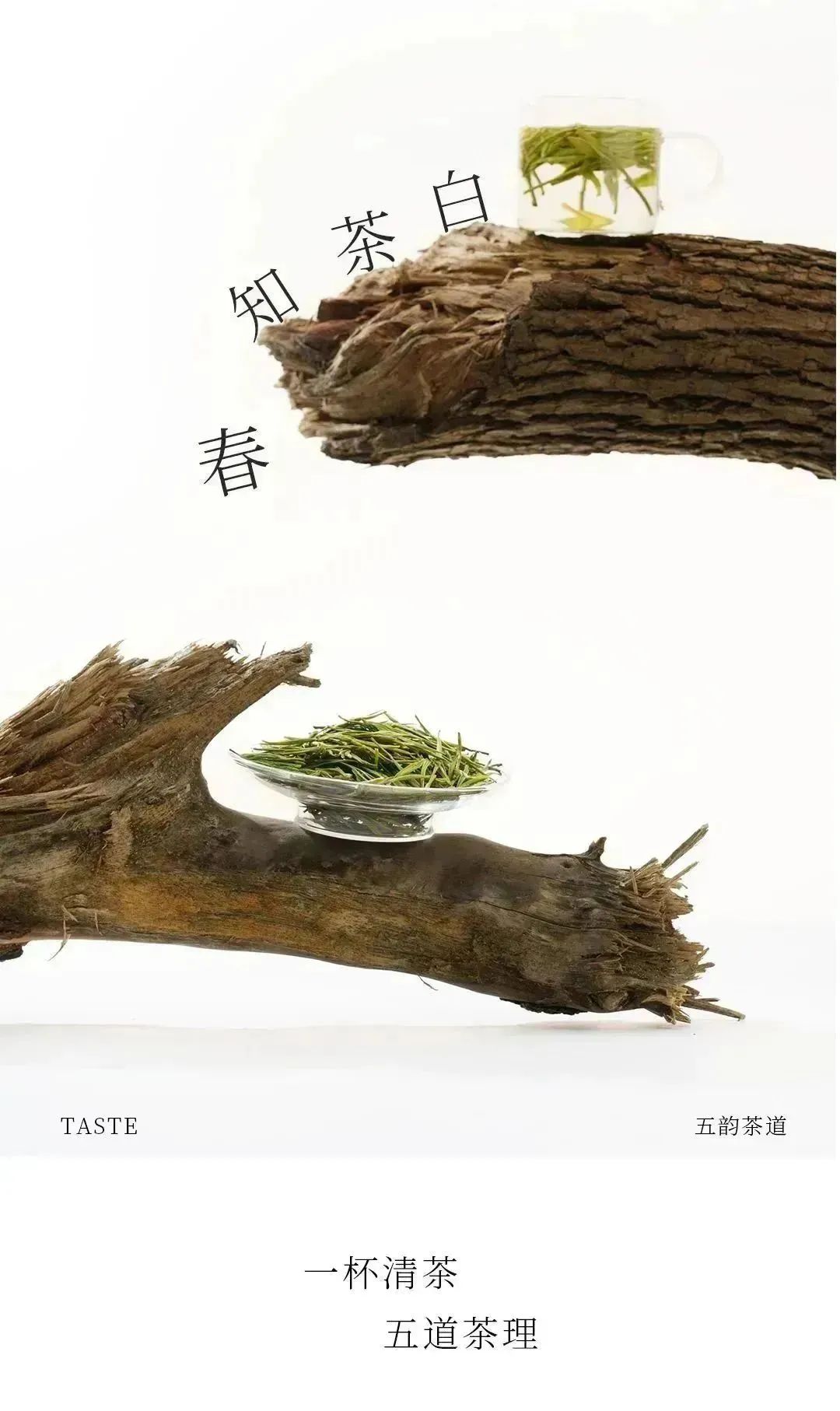 春知白茶06