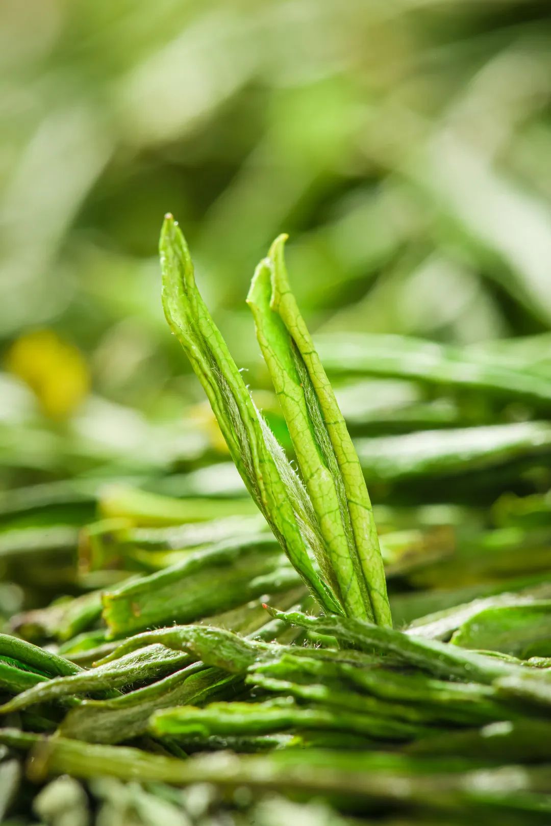状元三茶安吉白茶茶叶42003 状元三茶安吉白茶茶叶42003
