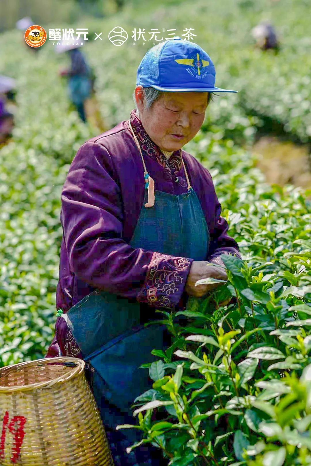 安吉白茶明前茶采摘4204 安吉白茶明前茶采摘4204