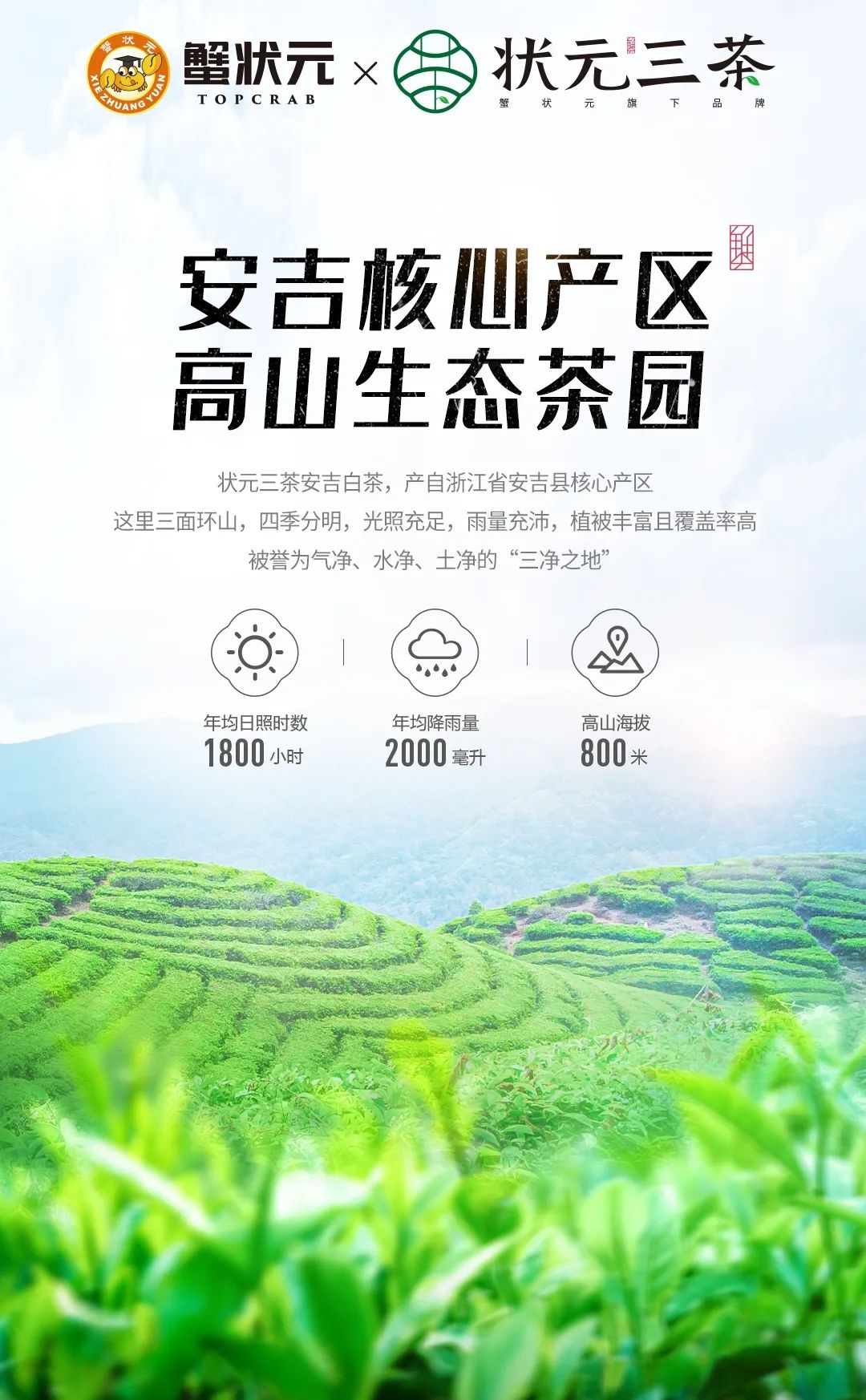 安吉白茶状元三茶核心产区 安吉白茶状元三茶核心产区
