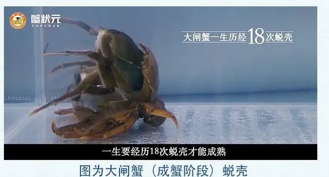 大闸蟹历经18次脱壳4203 大闸蟹历经18次脱壳4203