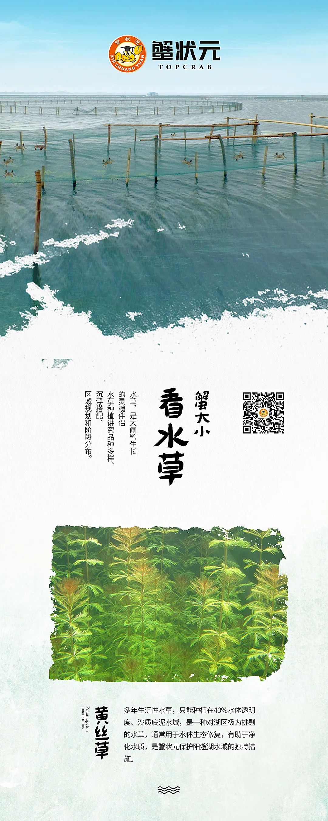 蟹状元大闸蟹养殖水草篇4268 蟹状元大闸蟹养殖水草篇4268
