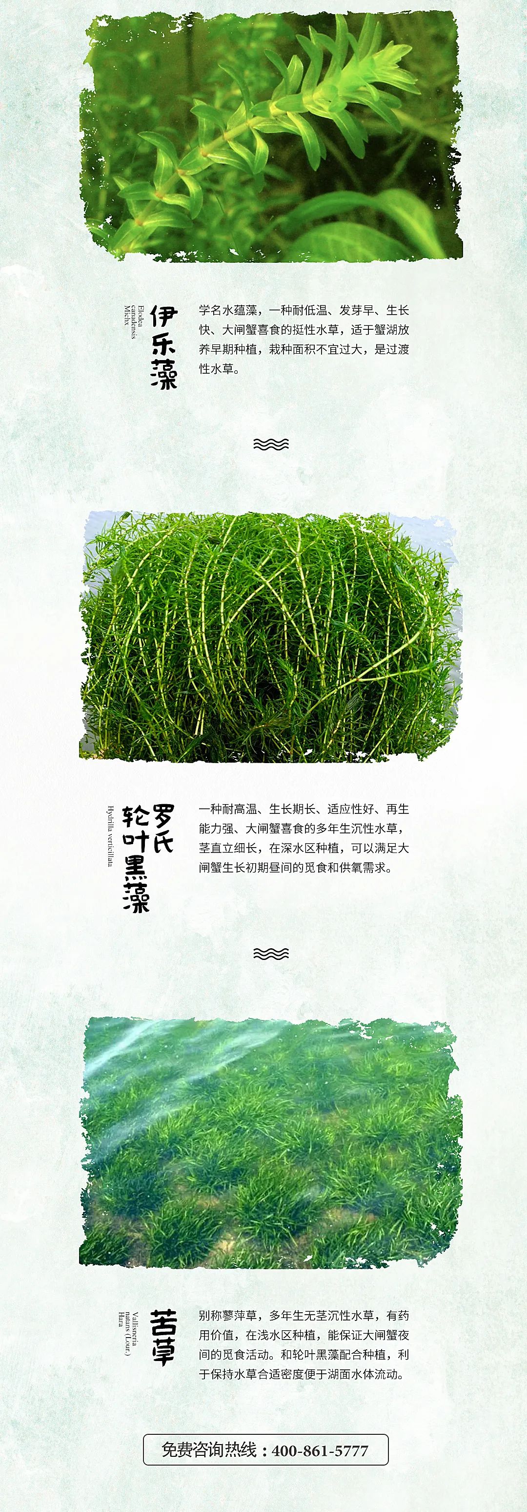 蟹状元大闸蟹养殖水草篇42682 蟹状元大闸蟹养殖水草篇42682