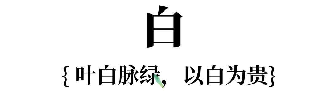 安吉白茶白的特征01 安吉白茶白的特征01