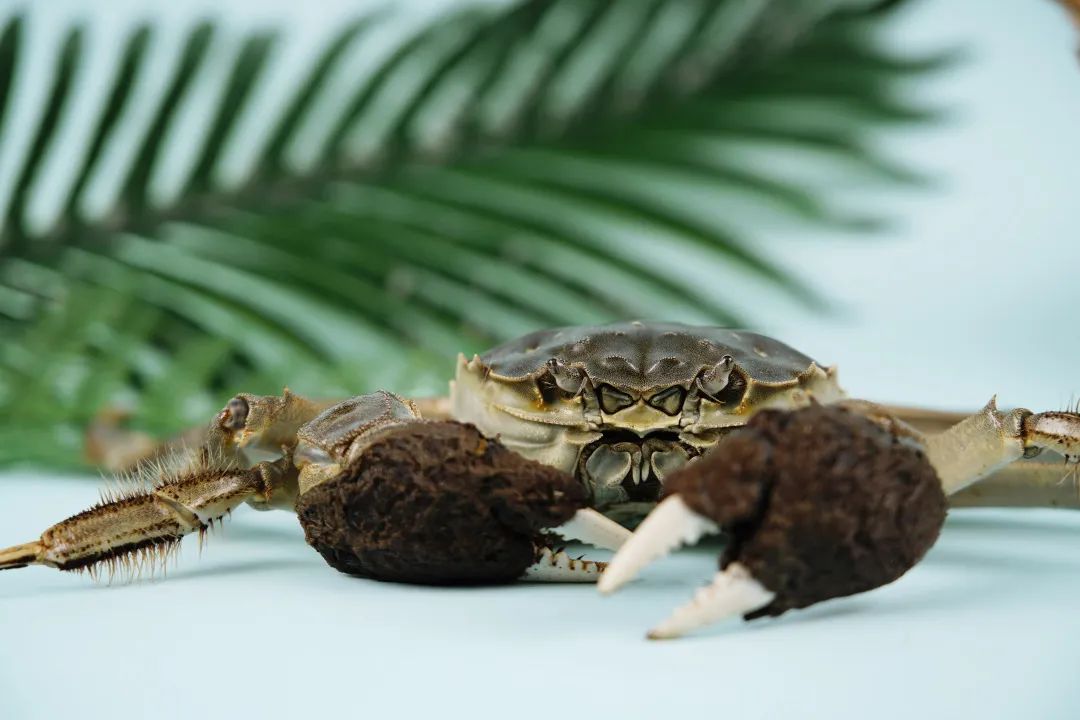 大闸蟹 大闸蟹