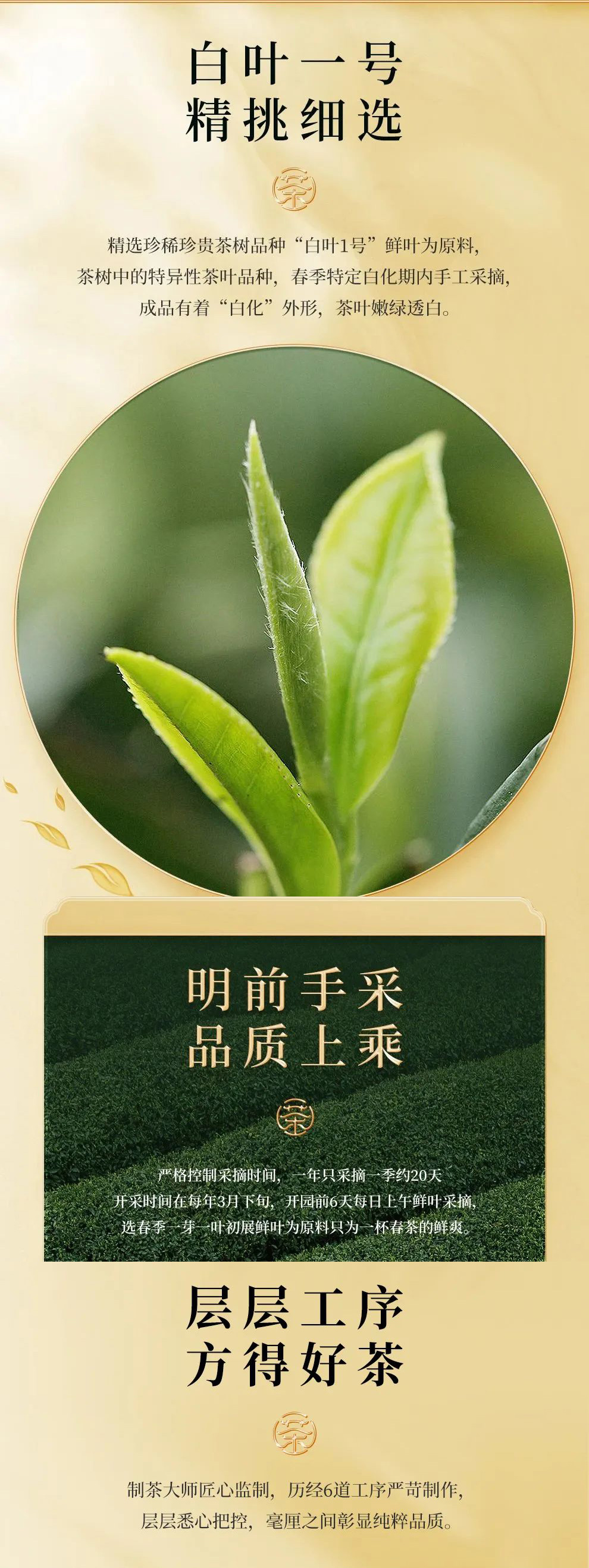状元三茶安吉白茶524003333