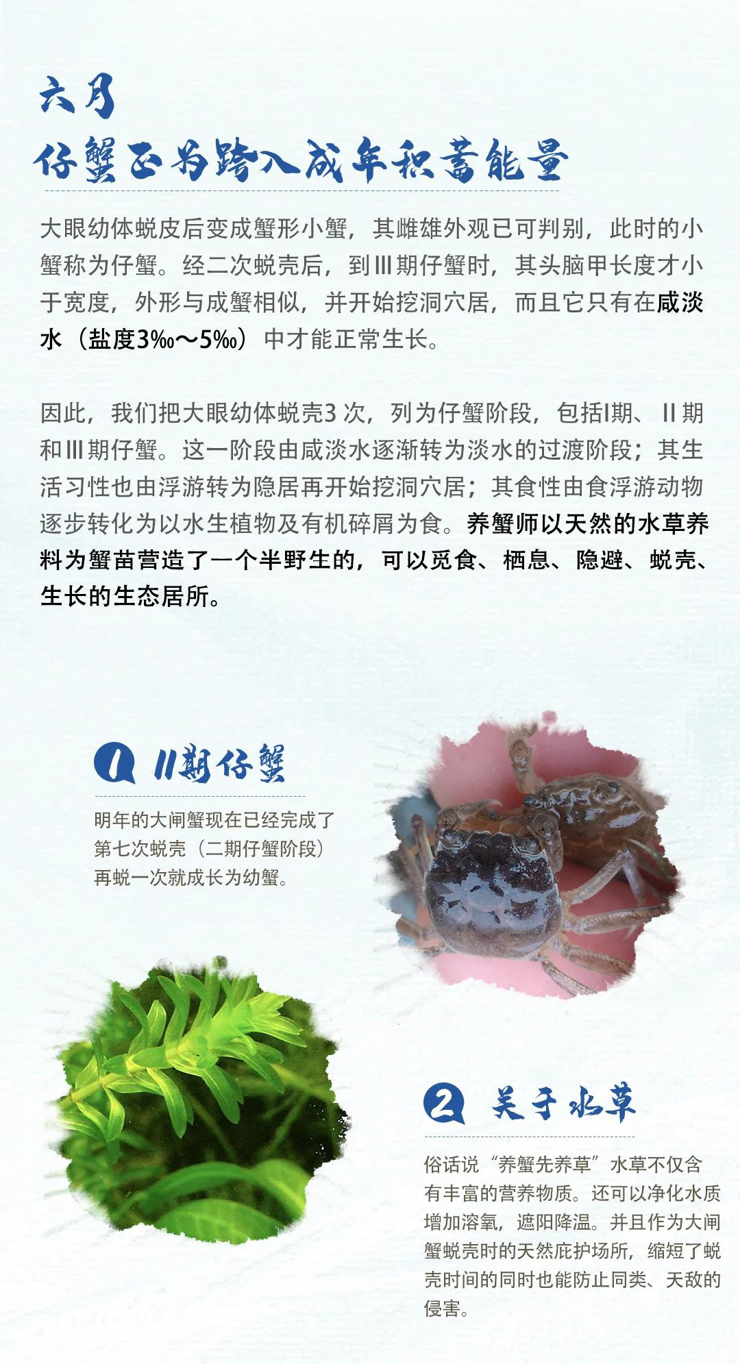 大闸蟹成长230607002