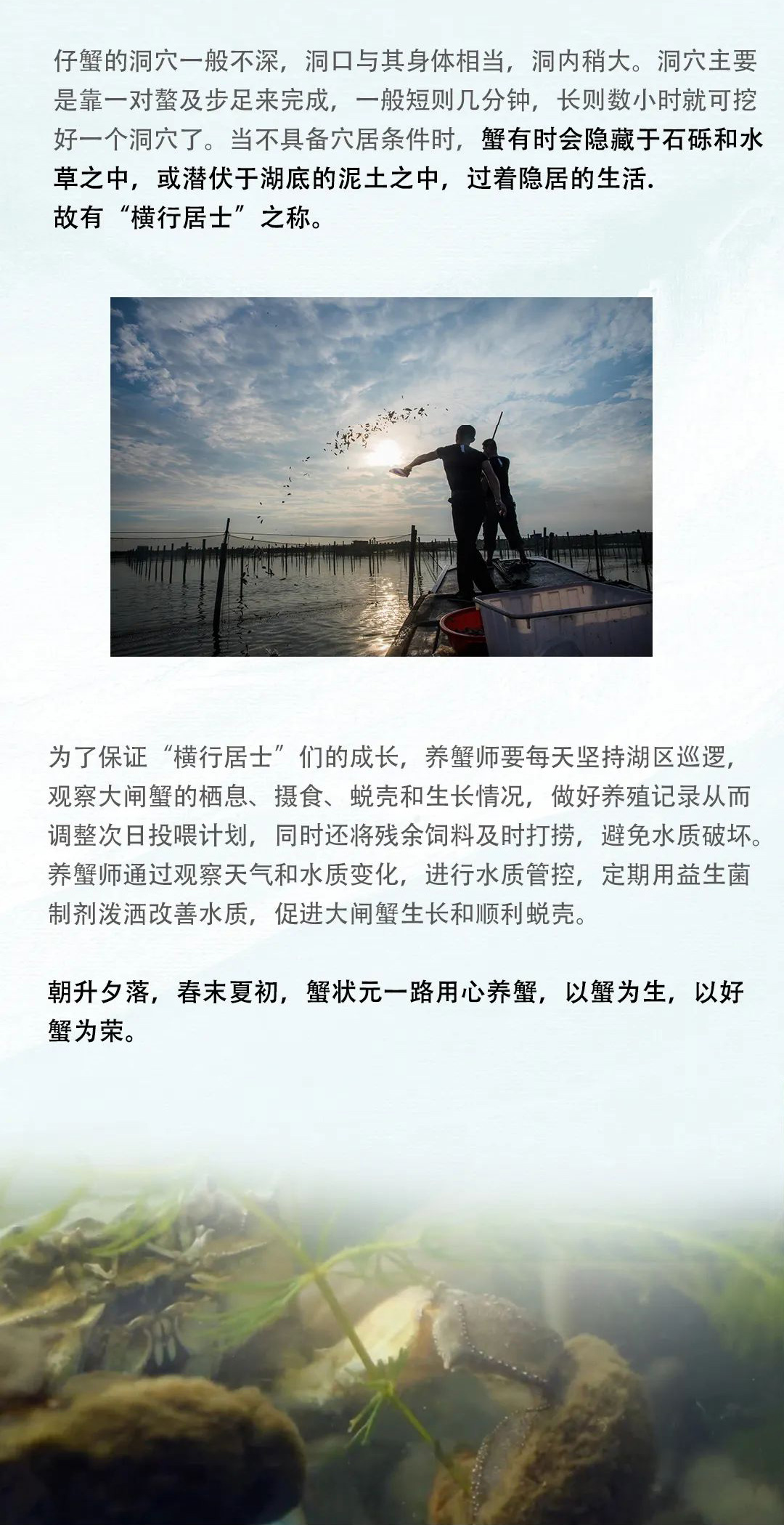 大闸蟹成长230607004