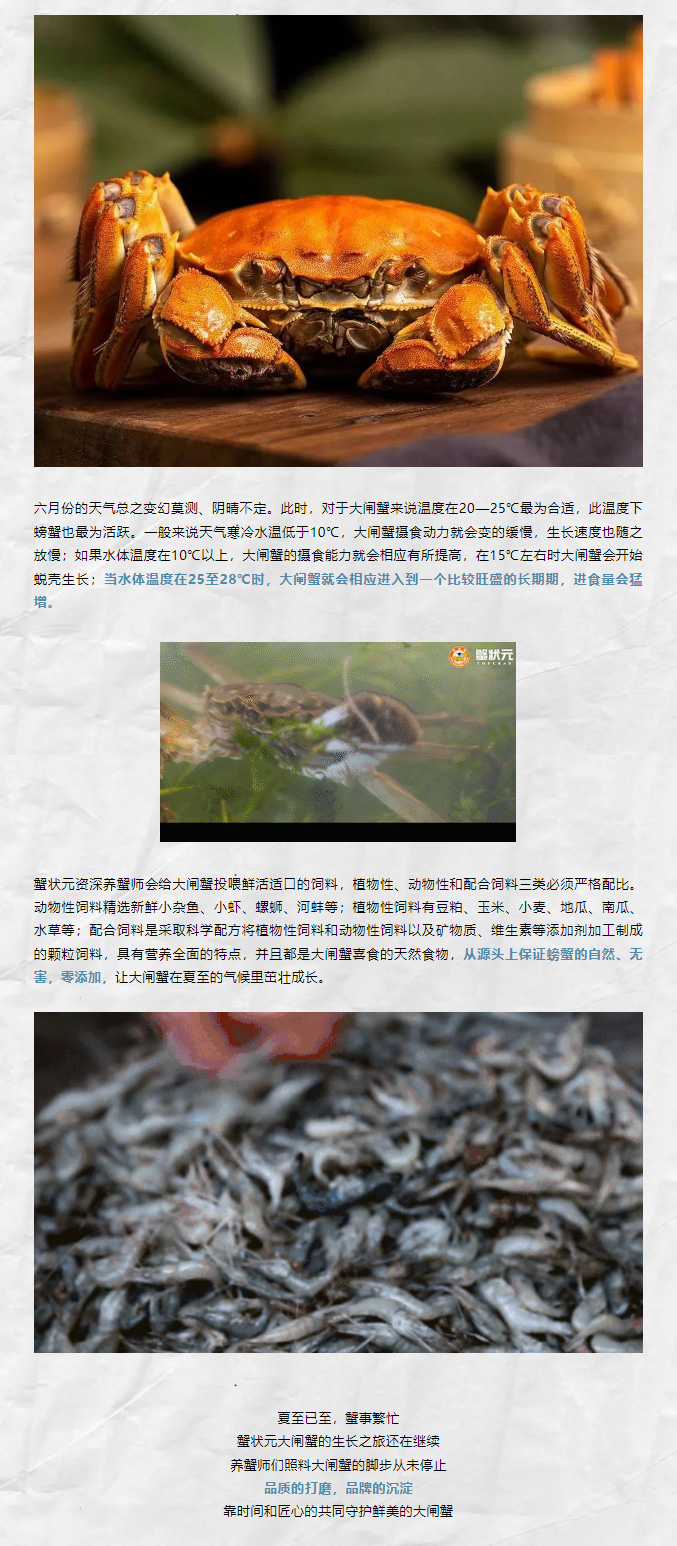 蟹状元大闸蟹23621062