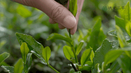 状元三茶安吉白茶63003
