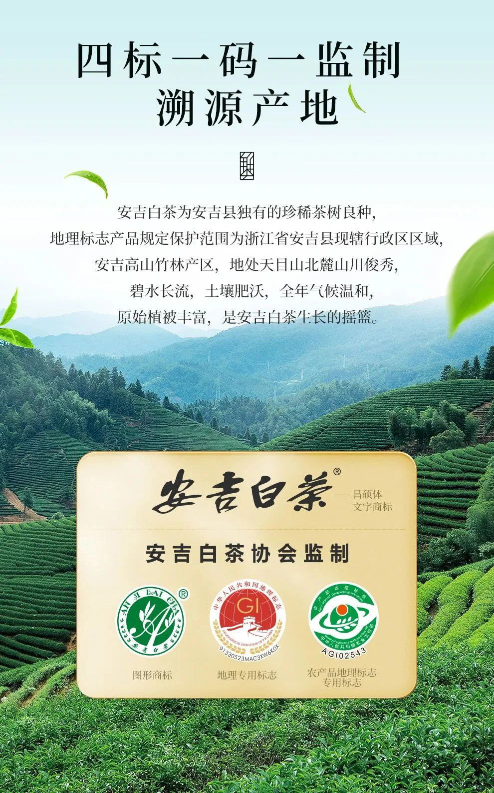 状元三茶安吉白茶四标一码一监制202321