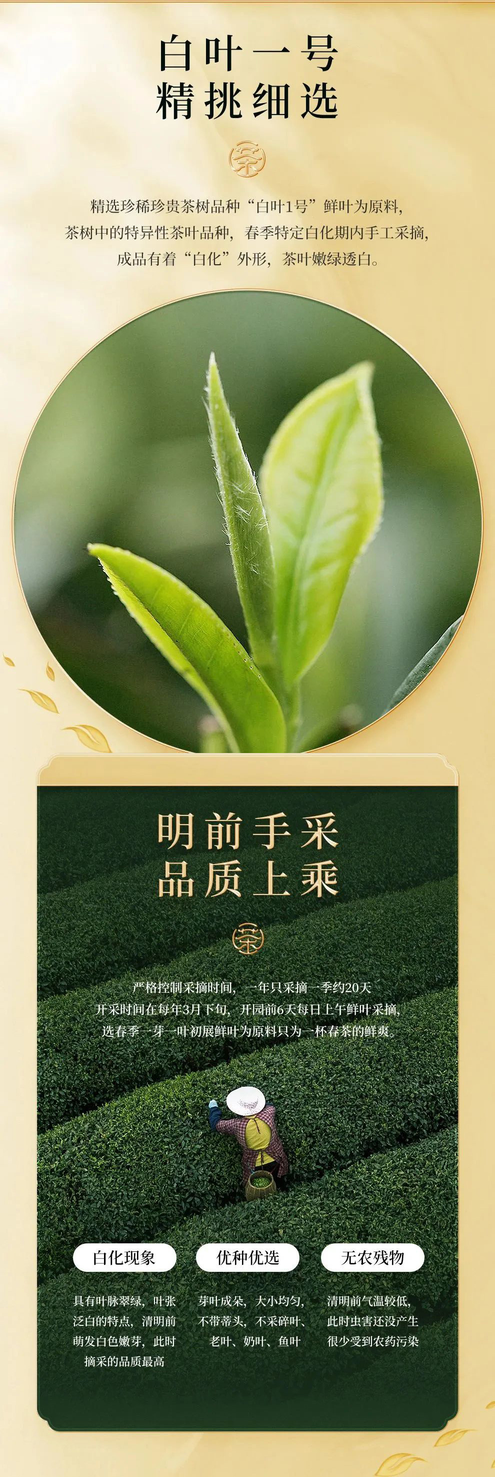 安吉白茶白叶一号精挑细选202300122000