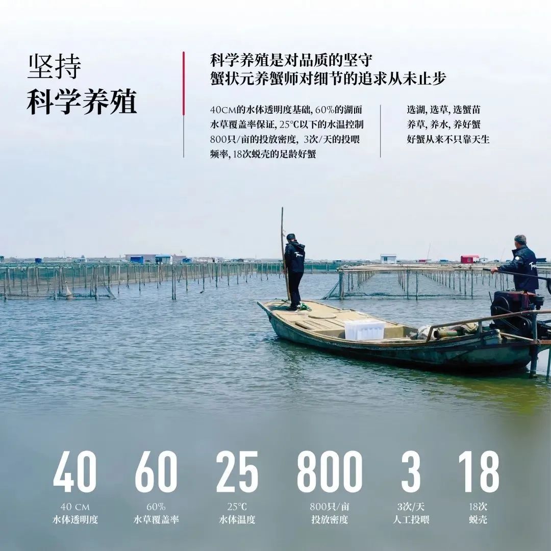蟹状元大闸蟹坚持科学养殖237318