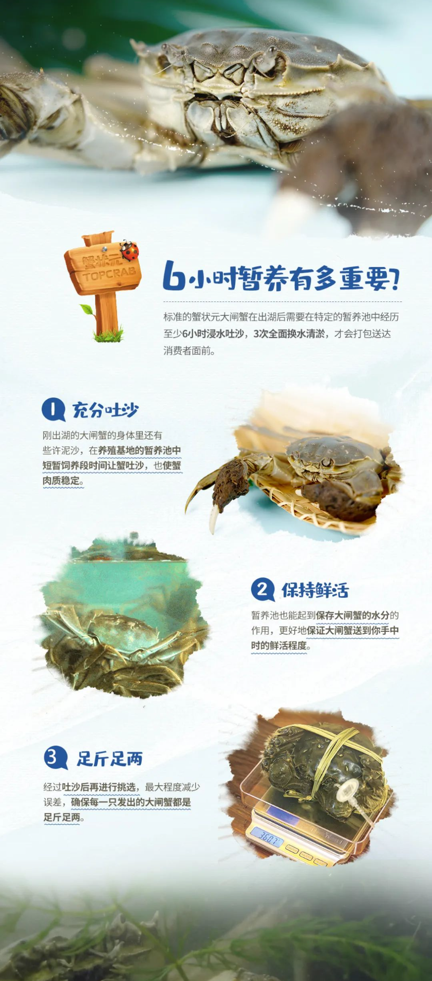 大闸蟹养殖23713223