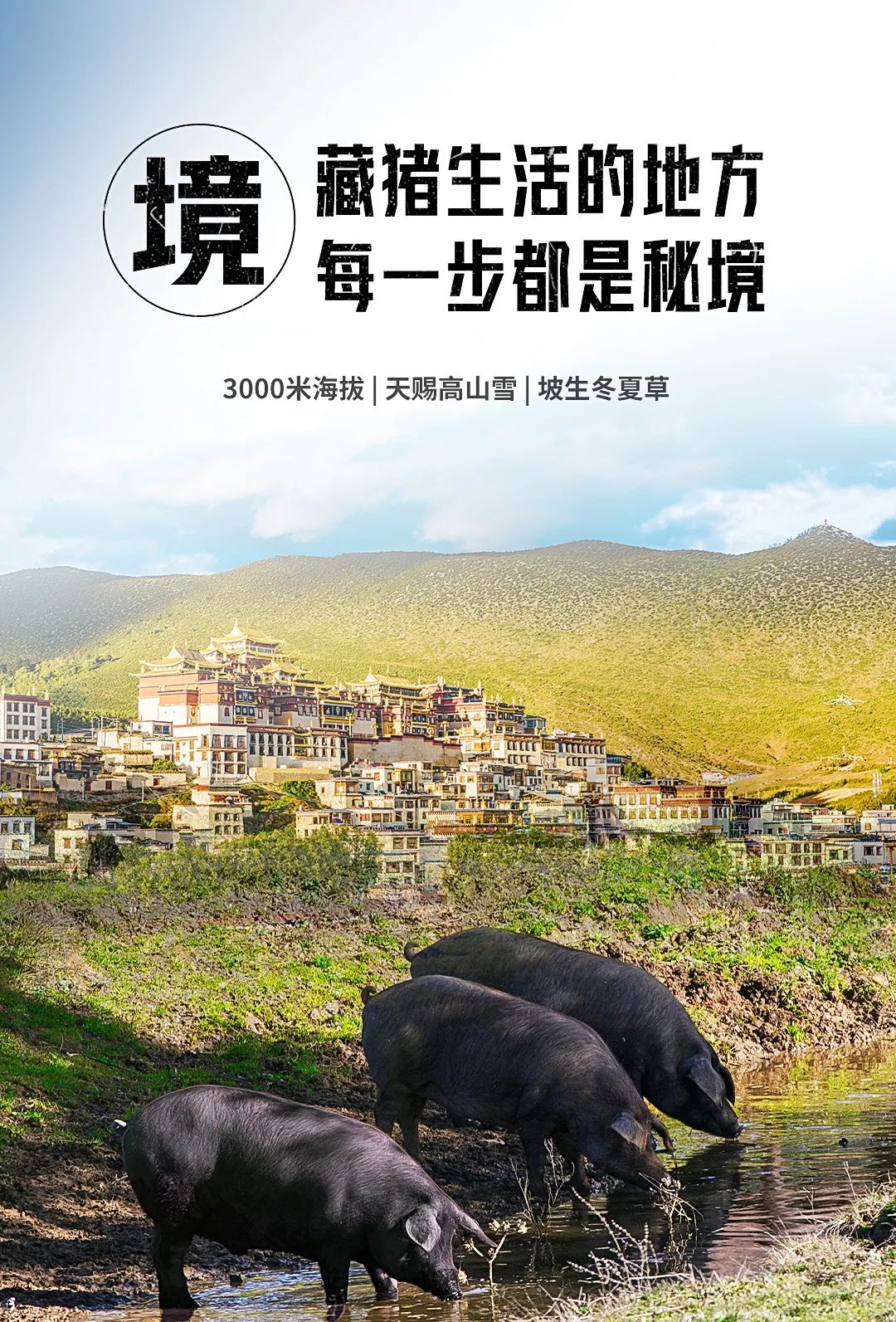 猪境生活的秘境 猪境生活的秘境