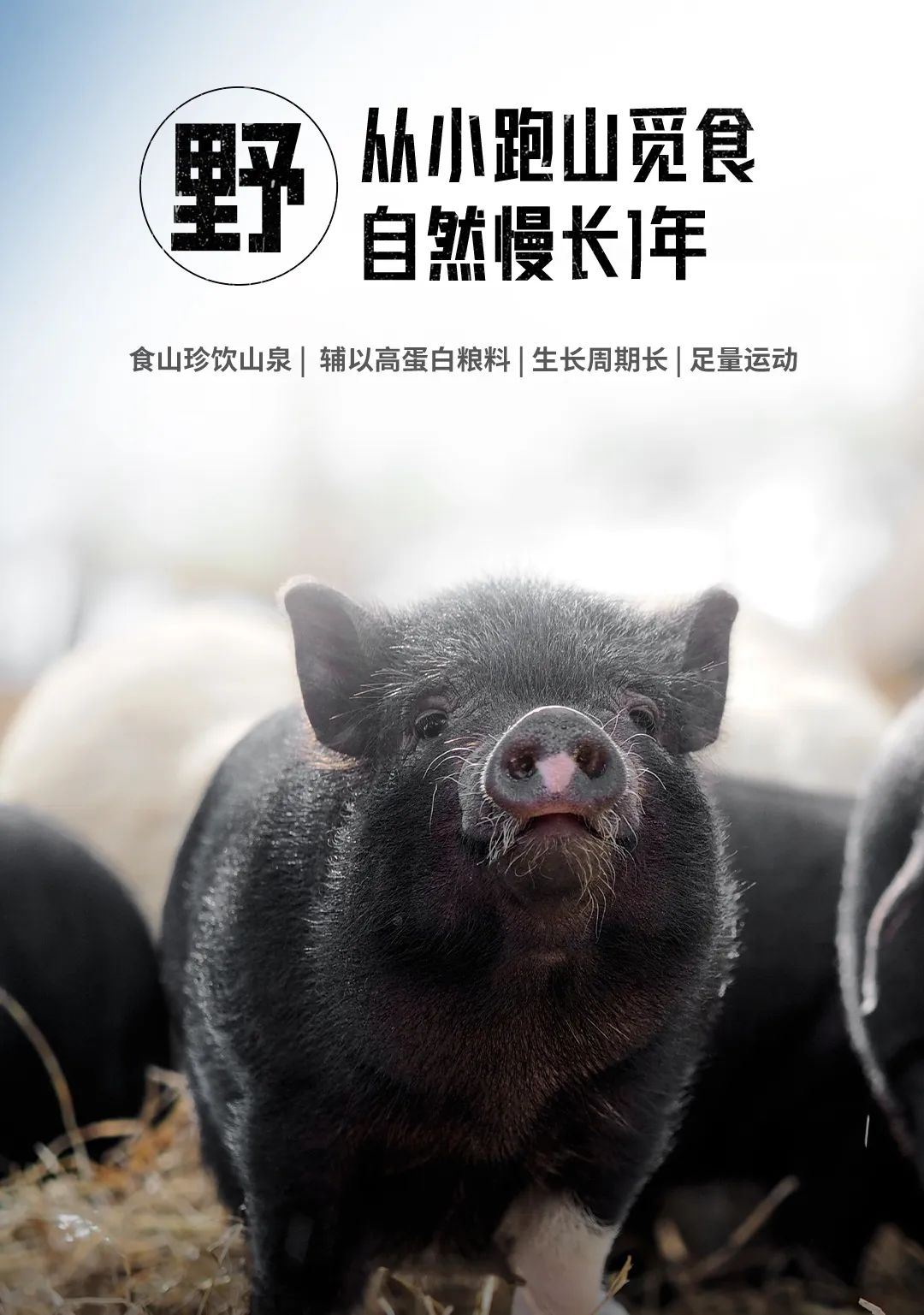 猪境生活的秘境2 猪境生活的秘境2